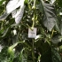 ERETLINE 5000 BLISTER 20x250 biocontrol de mosca blanca