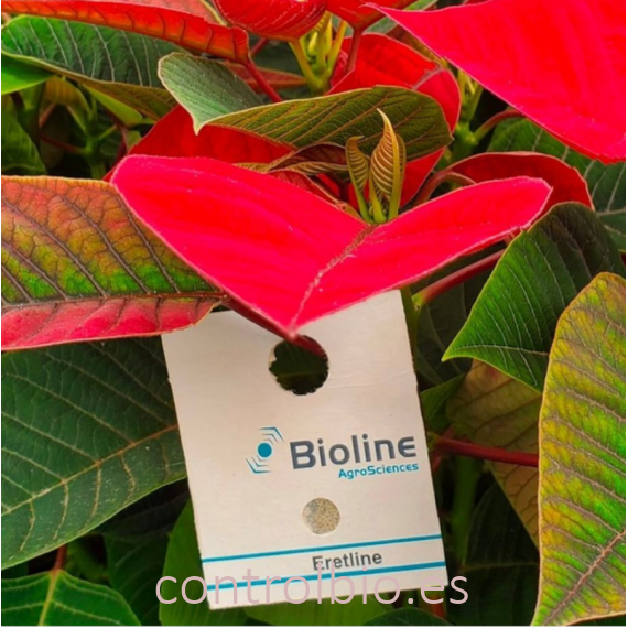 ERETLINE 5000 BLISTER 20x250 biocontrol de mosca blanca