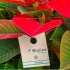 ERETLINE 5000 BLISTER 20x250 biocontrol de mosca blanca