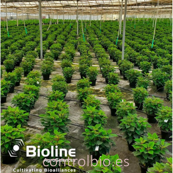 ERETLINE 5000 BLISTER 20x250 biocontrol de mosca blanca