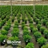ERETLINE 5000 BLISTER 20x250 biocontrol de mosca blanca