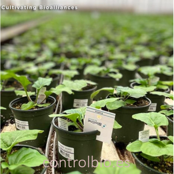 ERETLINE 5000 BLISTER 20x250 biocontrol de mosca blanca
