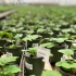 ERETLINE 5000 BLISTER 20x250 biocontrol de mosca blanca