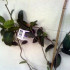 chrysopa Koppert