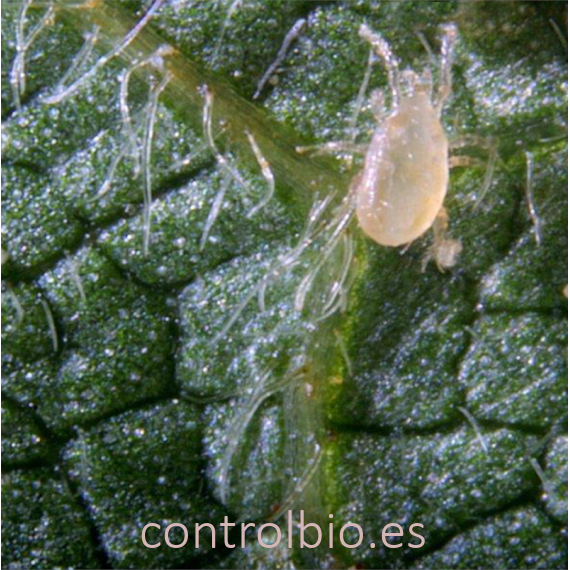 CALIFORNILINE 2000 N. californicus depredador de araña roja