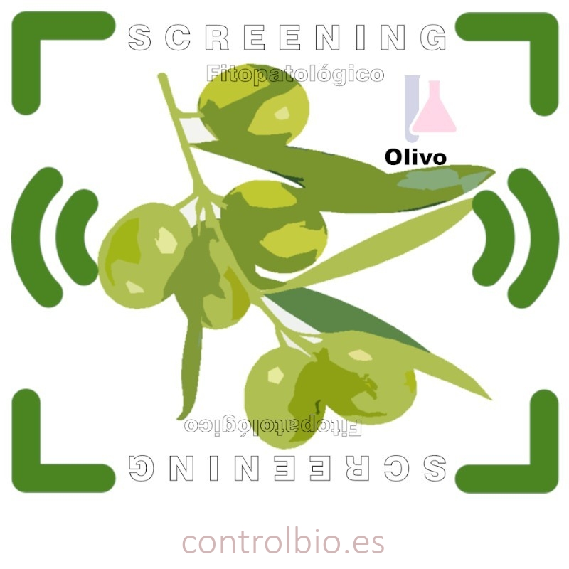 DETECCIÓN DE FITOPATÓGENOS en olivo