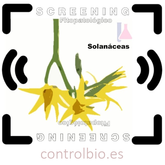 DETECCIÓN DE FITOPATÓGENOS en solanáceas