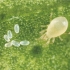 PREDAFIX PLUS 225 g alimento pulverizable para ácaros depredadores