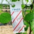 ANDERLINE 200 minisobres Amblyseius andersoni