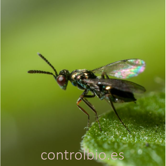 DIGLINE 250 biocontrol de moscas minadoras de hoja