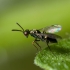 DIGLINE 250 biocontrol de moscas minadoras de hoja