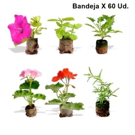 ESQUEJE ENRAIZADO bandeja X 60 Ud.