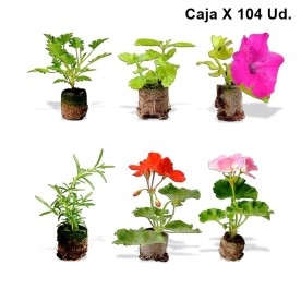 ESQUEJE ENRAIZADO caja x 100 ud