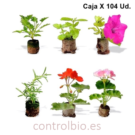 ESQUEJE ENRAIZADO caja x 100 ud
