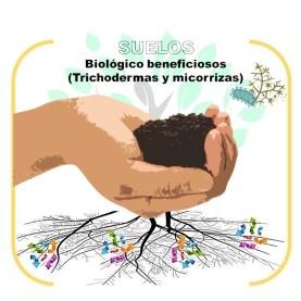DETECCIÓN de trichodermas y micorrizas