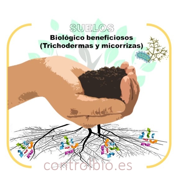 DETECCIÓN de trichodermas y micorrizas