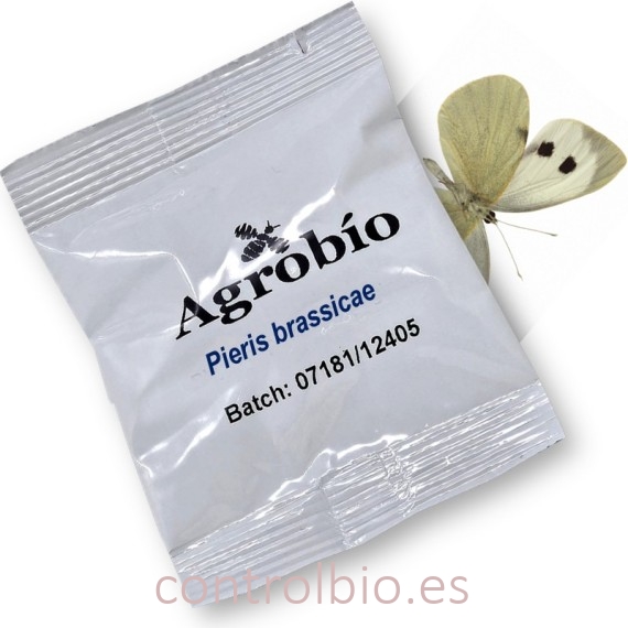 PIERIS BRASSICAE feromona oruga de la col 40 dias