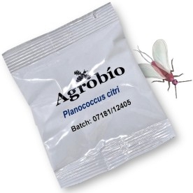 COCHINILLA ALGODONOSA feromona agrobio 40 dias