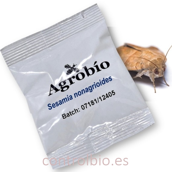 SESAMIA NONAGROIDES feromona taladro maiz 40 dias
