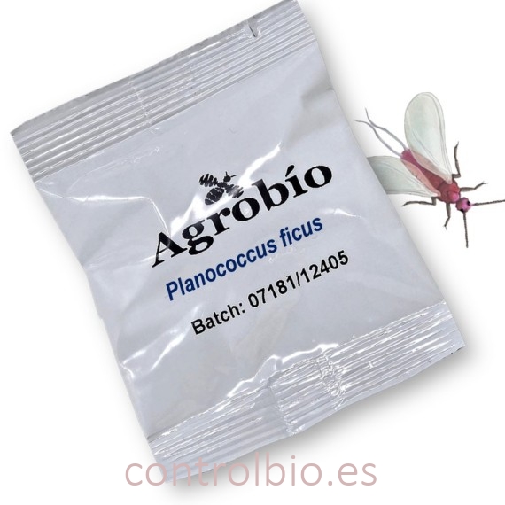 PLANOCOCCUS FICUS feromona cochinilla harinosa de la vid
