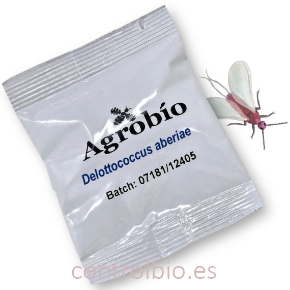 DELOTOCCOCUS ABERIAE cotonet de sudáfrica feromona Agrobio