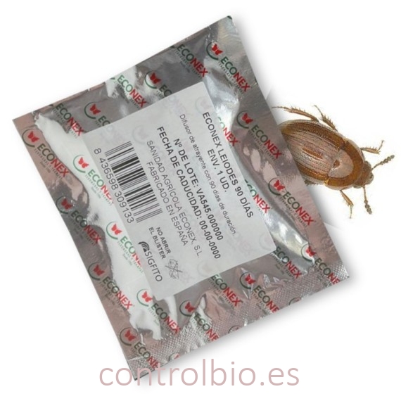 ESCARABAJO DE LA TRUFA feromona leiodes 90 dias
