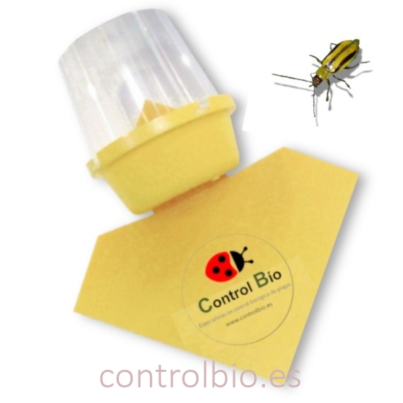 TRAMPA PARA DIABROTICA VIRGIFERA alfilerillo del maiz