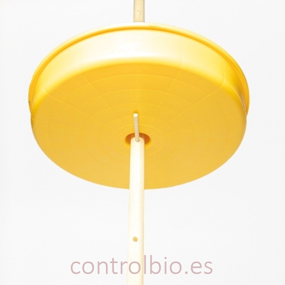 TRAMPA GORGOJO DE LA COLZA Ceuthorrhynchus