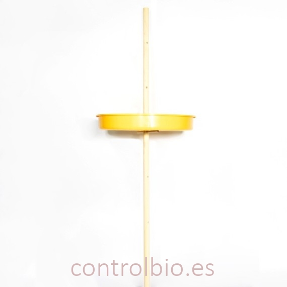 TRAMPA GORGOJO DE LA COLZA Ceuthorrhynchus