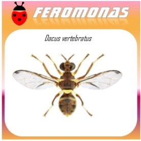 DACUS VERTEBRATUS feromona 90 dias