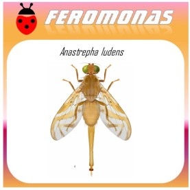 ANASTREPHA LUDENS mosca mexicana de la fruta feromona 120 dias