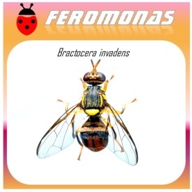 BACTROCERA INVADENS Feromona 90 dias