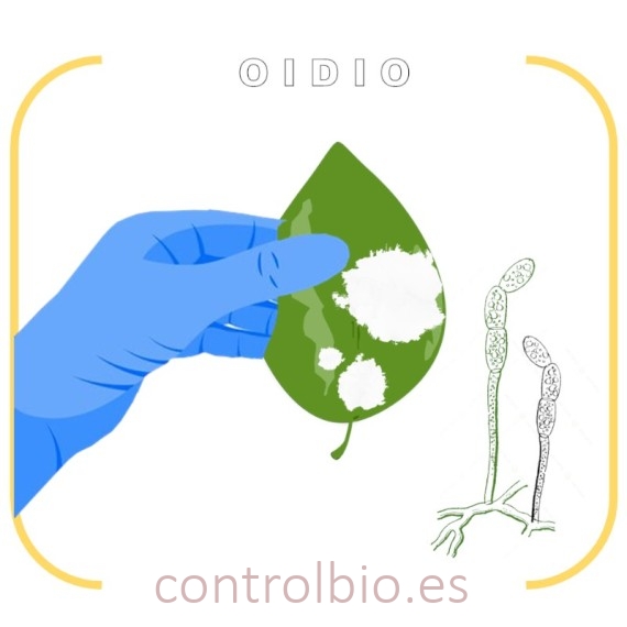 DETECCIÓN DE OIDIO