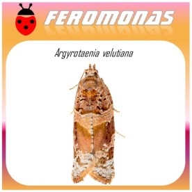 ARGYROTAENIA VELUTIANA feromona 40 dias