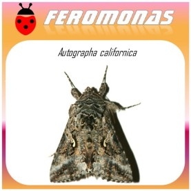 AUTOGRAPHA CALIFORNICA feromona 40 dias