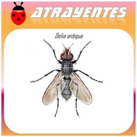 DELIA ANTIQUA atrayente mosca de la cebolla 60 dias