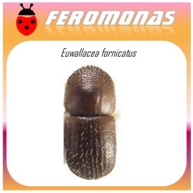 EUWALLACEA FORNICATUS feromona