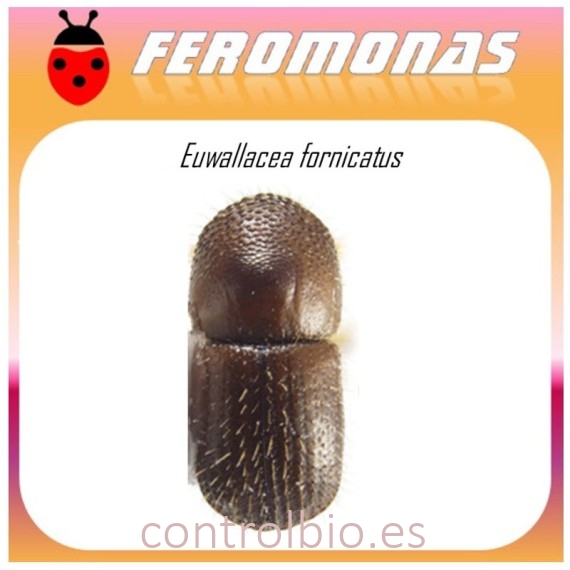 EUWALLACEA FORNICATUS feromona