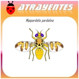 MYIOPARDALIS PARDALINA feromona mosca del melon 90 DIAS