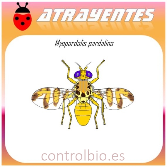 MYIOPARDALIS PARDALINA feromona mosca del melon 90 DIAS