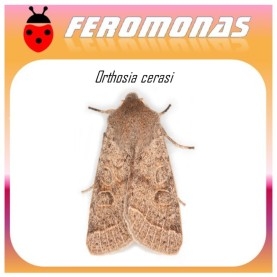 ORTHOSIA CERASI feromona oruga del almendro 40 dias