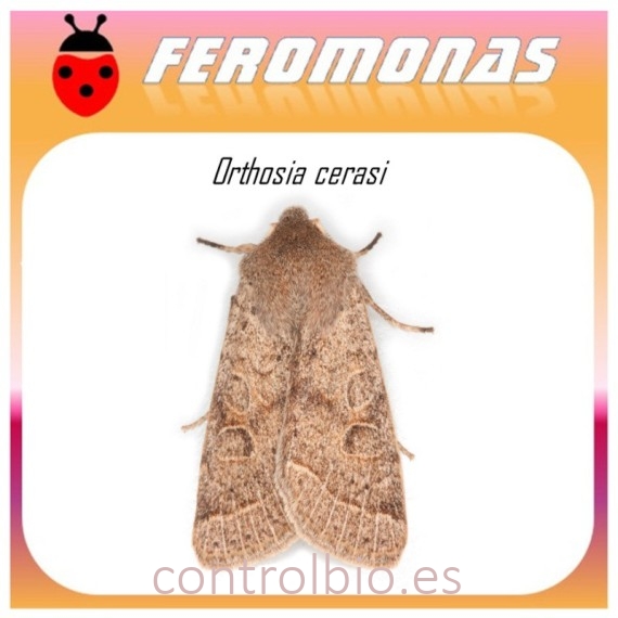 ORTHOSIA CERASI feromona oruga del almendro 40 dias
