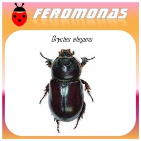 ORYCTES ELGANS feromona barrenador del tallo de la palmera 60 dias