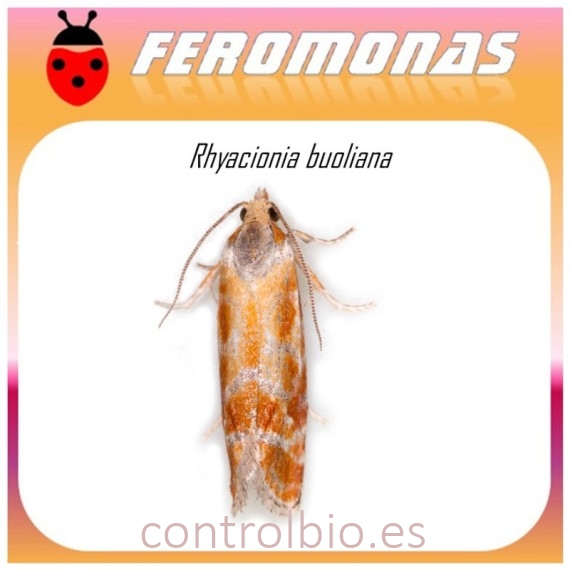 RHYACIONIA BUOLIANA feromona 60 dias