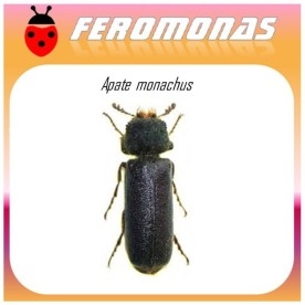 APATE MONACHUS feromona 60 dias
