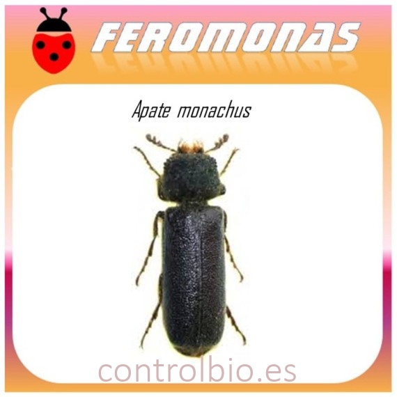 APATE MONACHUS feromona 60 dias