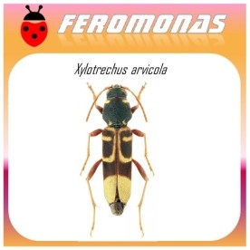 XYLOTRECHUS ARVICOLA tornillo de la vid feromona 60 dias