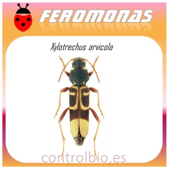 XYLOTRECHUS ARVICOLA tornillo de la vid feromona 60 dias