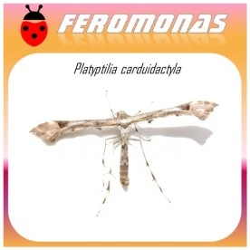PLATYPTILIA CARDUIDATYLA Polilla del plume de la alcachofa