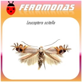 CEMIOSTOMA (LEUCOPTERA) SCITELLA Minadora de bandas circulares